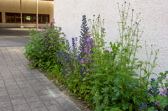 Grafiken_Lerngarten Wernetshausen7.png