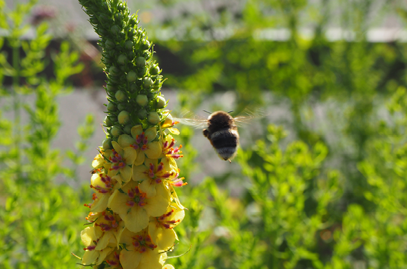 Grafiken_Erdnistende Wildbienen.png