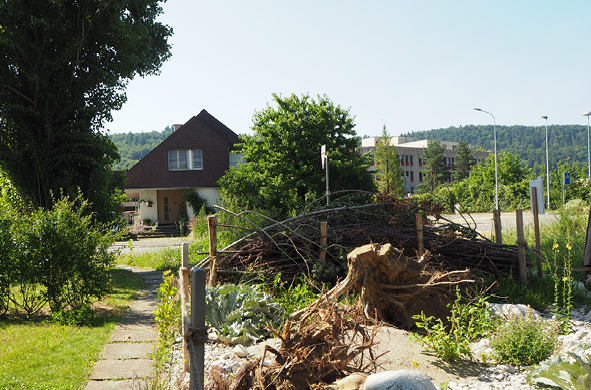 Grafiken_Erdnistende Wildbienen4.png