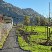 Obstbaumpflanzung entlang Siedlungsrand, Gemeinde Weesen